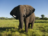 African Elephant (Loxodonta Africana Africana), Kapama Game Reserve