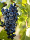 Buy Wine Grapes Hanging from Vine at AllPosters.com