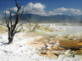 Dead Limber Pine and Travertine Hotspring Pools