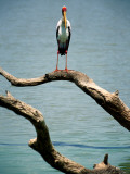 Yellow-Billed Stork, Lake Nzelekela