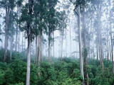 Buy Wielangta Forest in Mist at AllPosters.com