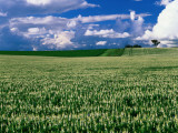 Buy Lupin Field at AllPosters.com