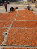 Shrimp Drying in Village on Tonle Sap Lake