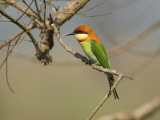 Chestnut-Headed Bee-Eater (Merops Leschenaulti)
