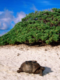 Buy Giant Tortoise on Beach at AllPosters.com