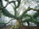 Largest known Myrtle Tree in the World