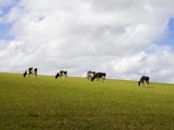 Buy Friesian Dairy Cows Grazing at AllPosters.com