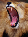Lion Yawns in Moremi Wildlife Reserve