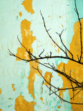 Buy Detail of Tree Branch Against Wall with Peeling Paint at AllPosters.com