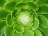 Plant Detail