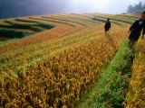 Ethnic Black H'Mong Live in Mountains of North, Cultivating Corn, Rice and Medicinal Plants