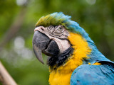 Macaw