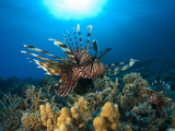 Lion Fish over Reef, Abu Galowa Reef, Fury Shoal, Red Sea