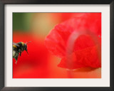 A Bumble Bee Hovers Over a Poppy Flower During a Summer Heat Wave in Santok, Poland, June 27, 2006