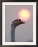 Swan as the Sun Sets Above its Head at Prey Pros Lake in Cambodia