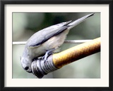 A Thirsty Tufted Titmouse Takes Advantage of a Dripping Garden Hose for an Afternoon Drink