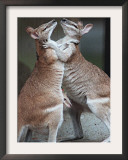 These Two Kangaroos Frolic in the Cold at Munich's Zoological Garden Hellabrunn