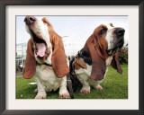 Bassethounds Pose in Dortmund, Germany