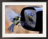 Blue Tit is Reflected in a Wing Mirror of a Car That is Covered with Raindrops