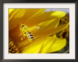 A Bee Covered with Yellow Pollen Approaches the Blossom of a Sunflower July 28, 2004 in Walschleben