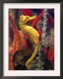 A Longsnout Seahorse Moves Gracefully Through Coral