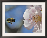 Bee Flies Towards the Blossom of an Almond Tree in a Park in Freiburg, Southern Germany