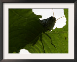 A Late Summer Grasshopper Munches on Some Green Leaves