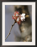 Bee Alights on a Cherry Tree at the Brooklyn Botanic Garden in New York