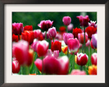 Rain Drops Twinkle on Blooming Tulips on a Field near Freiburg, Germany