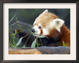 Red Panda Xia-Tschung-Mao Feeds on Bamboo