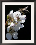 Bee and Pear Blossom, Bruchkoebel, Germany