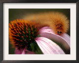 A Fuzzy Caterpillar Inches Along the Top of a Purple Coneflower