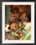 A Baby Goodfellow's Tree Kangaroo Peeks from its Mother's Pouch at the Cleveland Metroparks Zoo