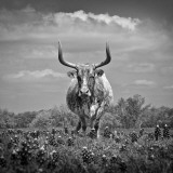 Buy Texas Longhorn at AllPosters.com