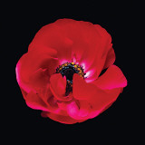 Ranunculus #2