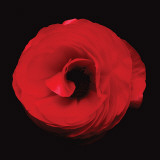 Ranunculus #7