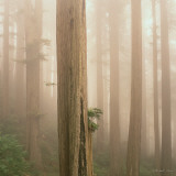 Buy Redwoods in Fog at AllPosters.com