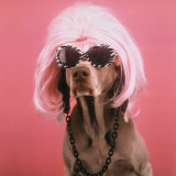 Buy Glamour Puss at AllPosters.com