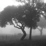 Buy Texas Hill Country Trees in Fog at AllPosters.com
