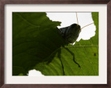 A Late Summer Grasshopper Munches on Some Green Leaves