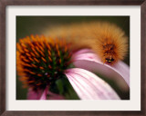 A Fuzzy Caterpillar Inches Along the Top of a Purple Coneflower