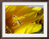 A Bee Covered with Yellow Pollen Approaches the Blossom of a Sunflower July 28, 2004 in Walschleben