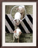 Pigs Compete the Obstacle Race at Pig Olympics Thursday April 14, 2005 in Shanghai, China Framed Photographic Print