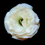Ranunculus #1 Wall Decal