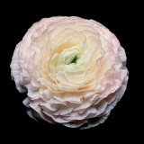 Ranunculus #8