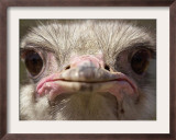 An Adult Female Ostrich at the Vina Grande Farm in Paredes De Escalona, Spain, May 21 2001