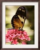 A Butterfly Rests on a Flower at the America Museum of Natural History Butterfly Conservatory