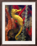 A Longsnout Seahorse Moves Gracefully Through Coral