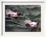 Pigs Compete Swimming Race at Pig Olympics Thursday April 14, 2005 in Shanghai, China Framed Photographic Print