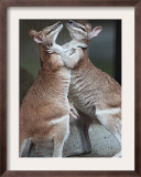 These Two Kangaroos Frolic in the Cold at Munich's Zoological Garden Hellabrunn